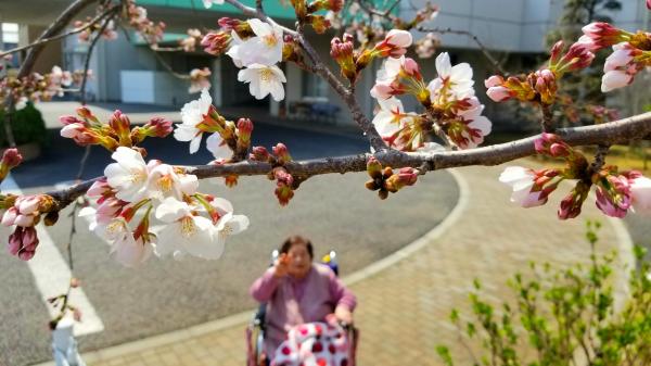 sakura